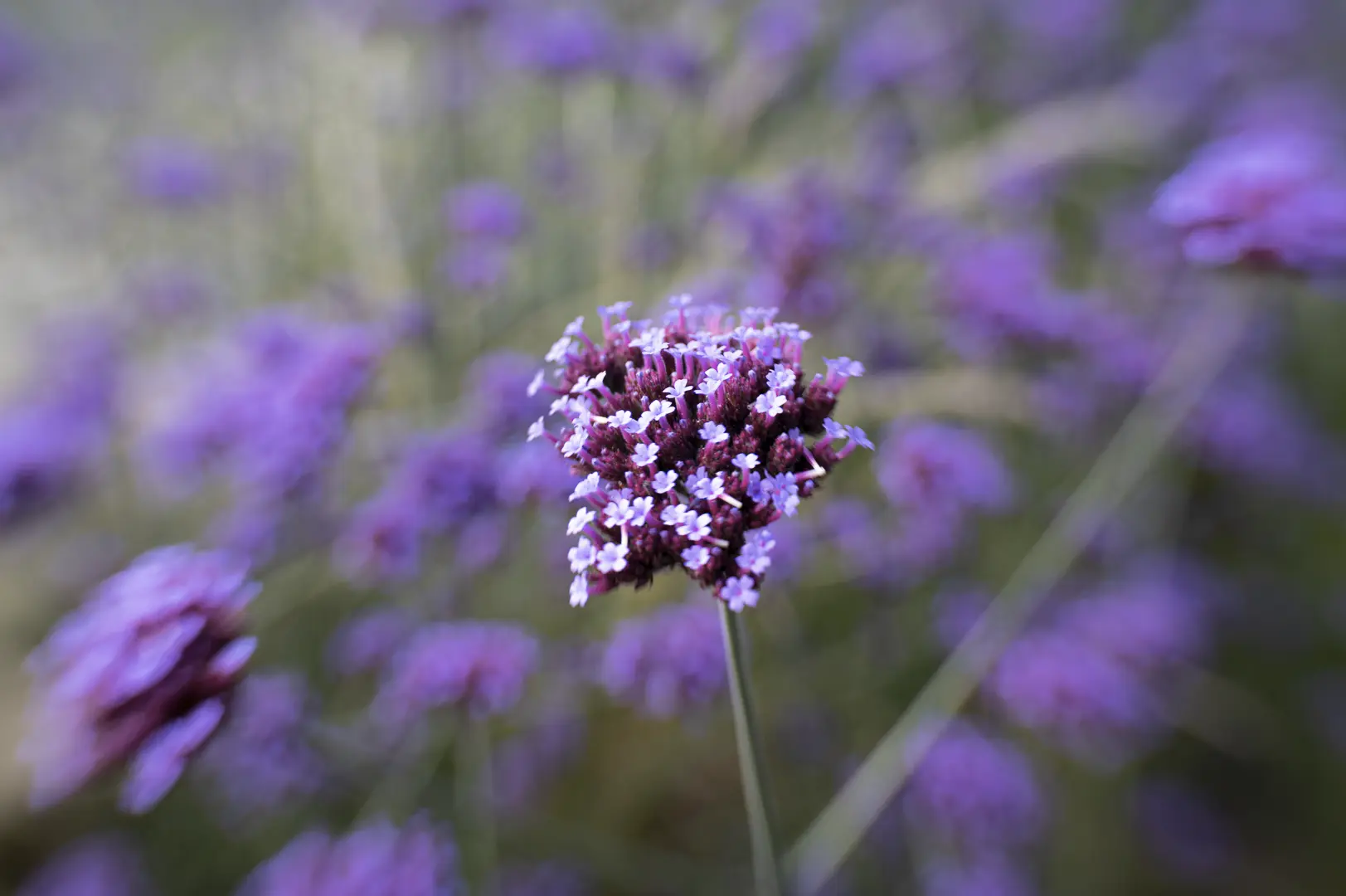 HH-Botanischer Garten-1_1920