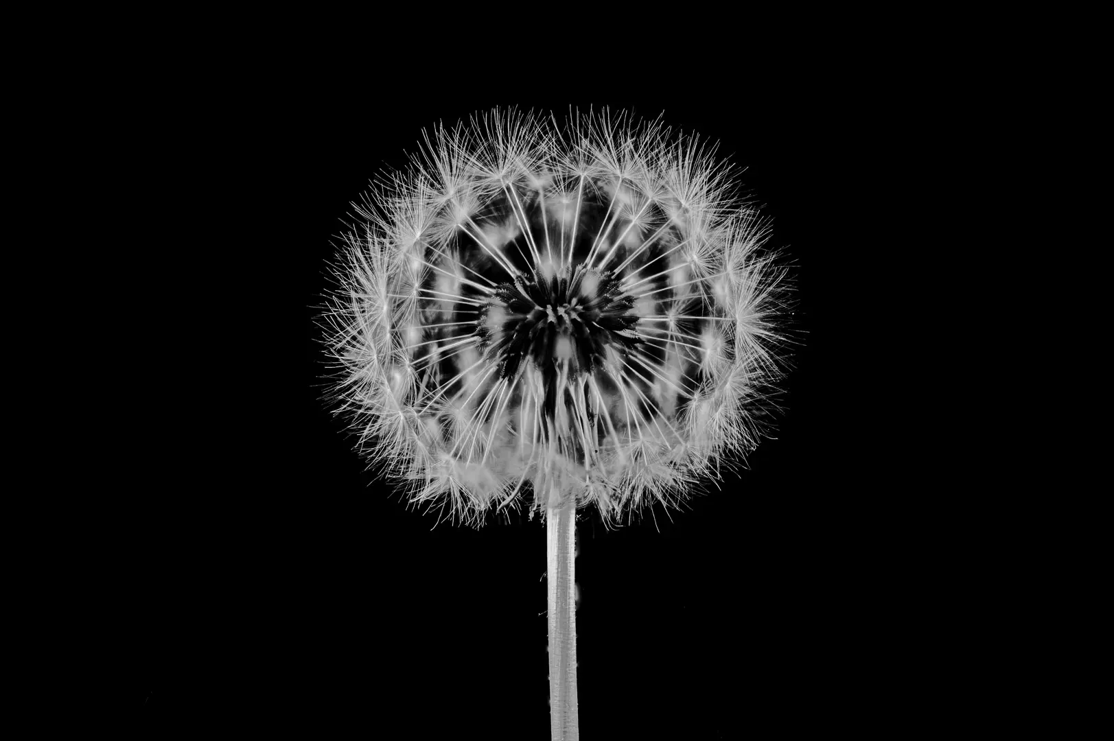 Pusteblume-bw_1920